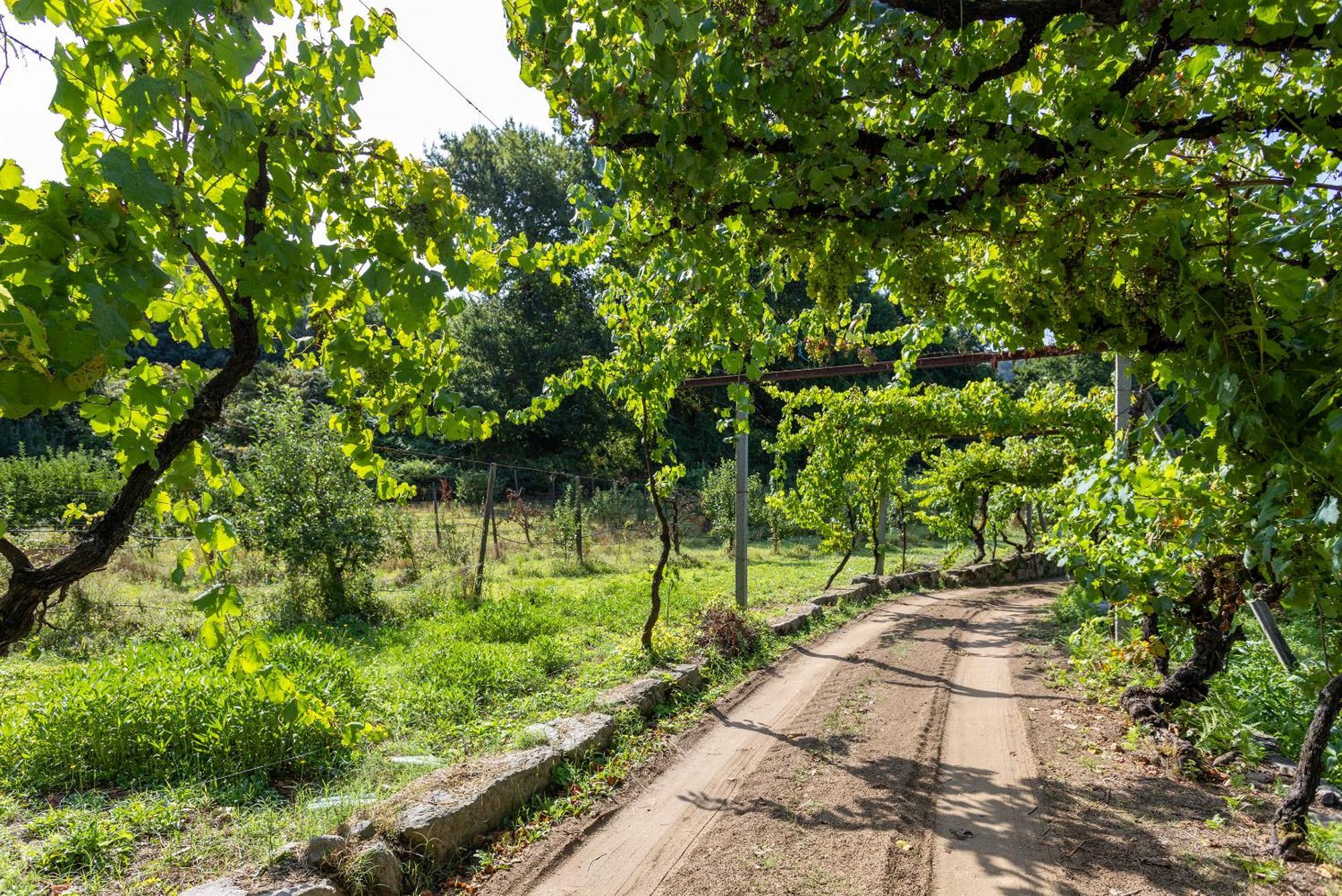 Quinta Da Comenda เซาเปโดรโดซูล ภายนอก รูปภาพ